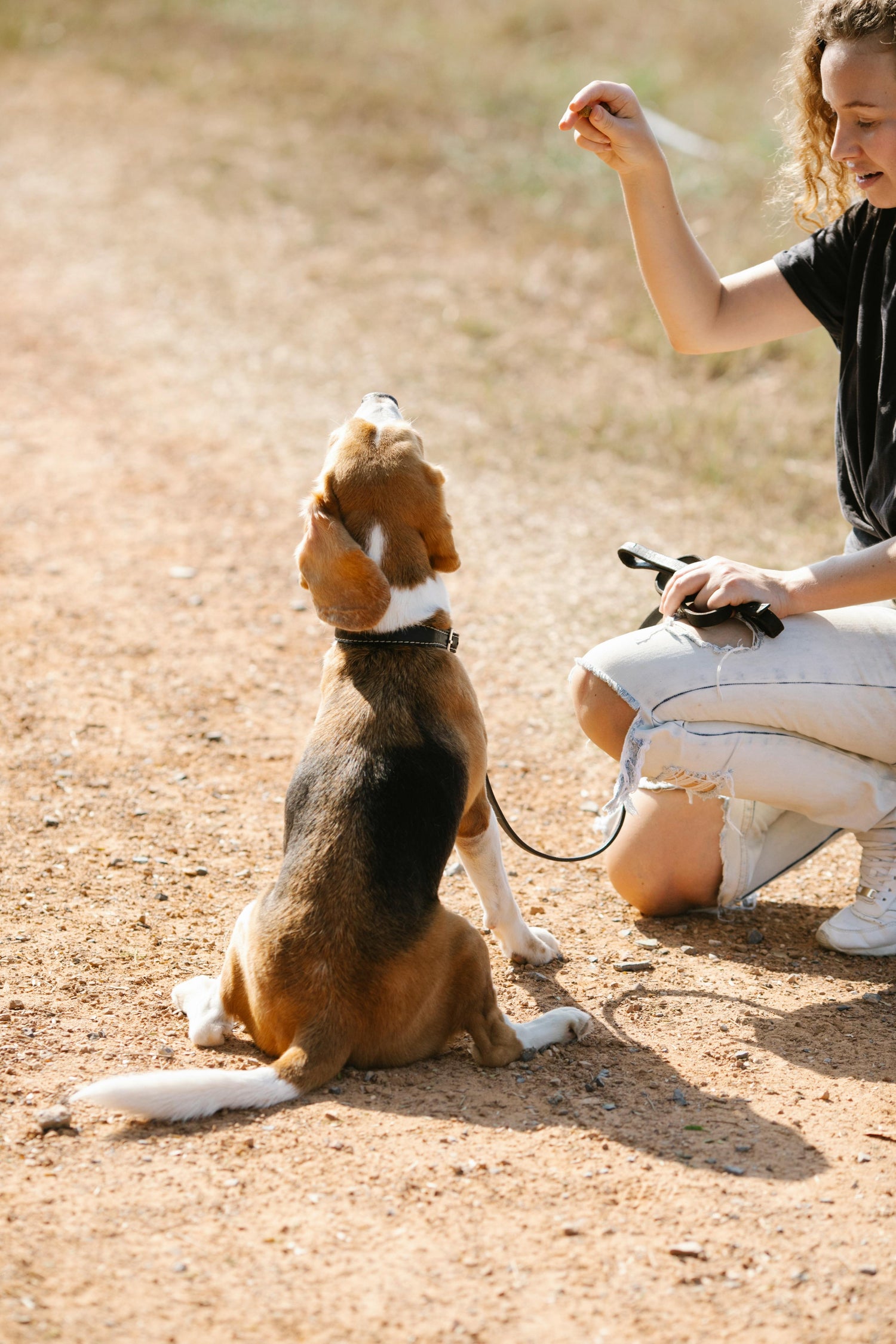 Dog Training Supplies