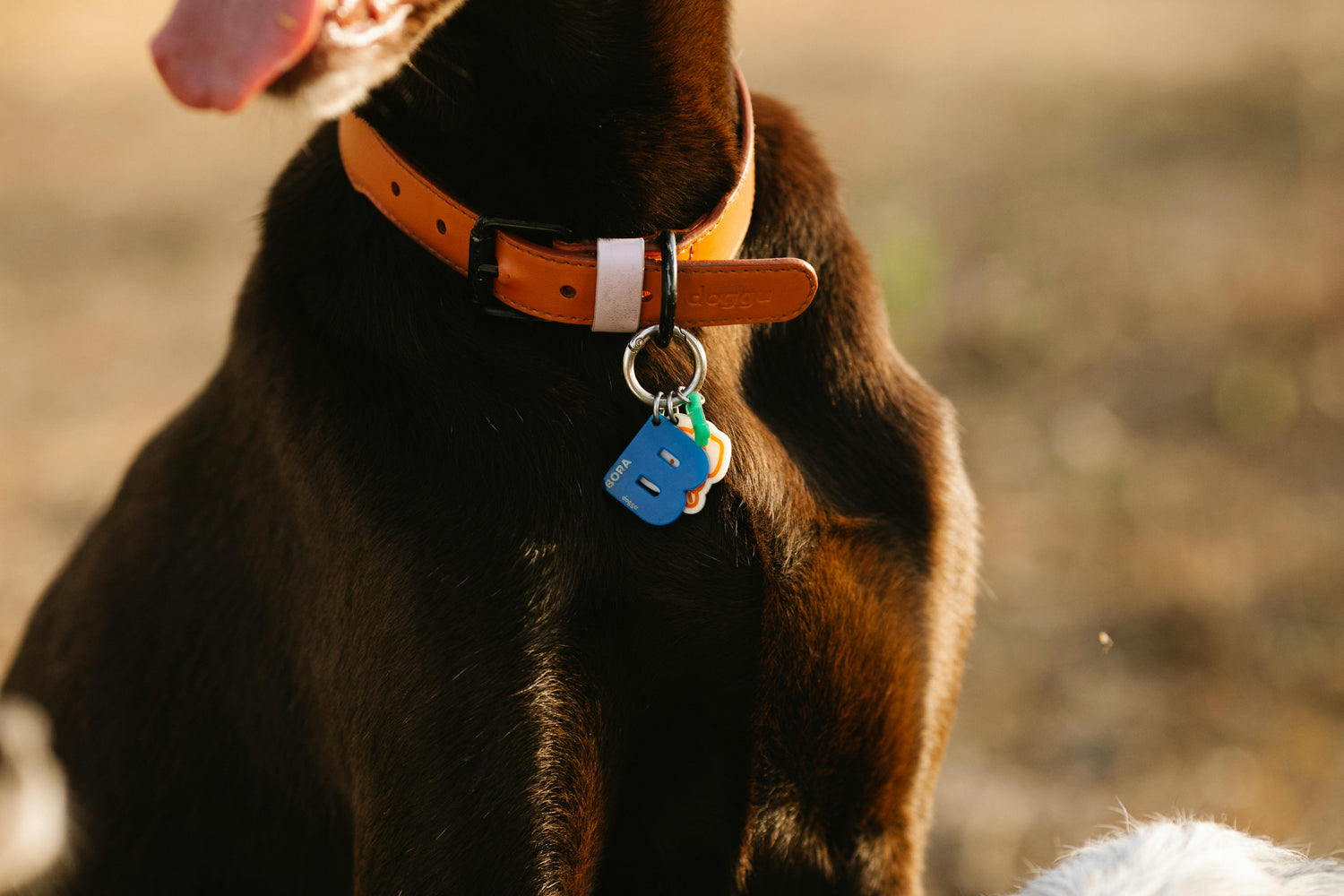 Durable Pet Collars And Leads