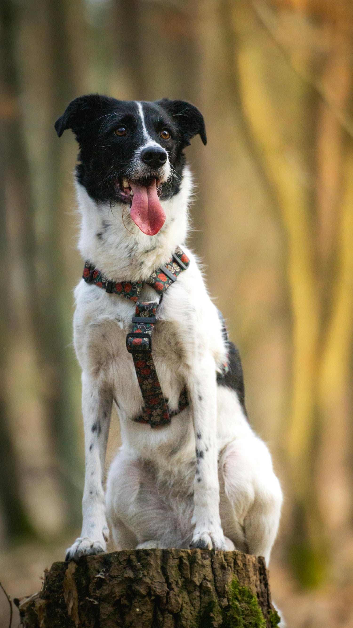 Durable Pet Harnesses