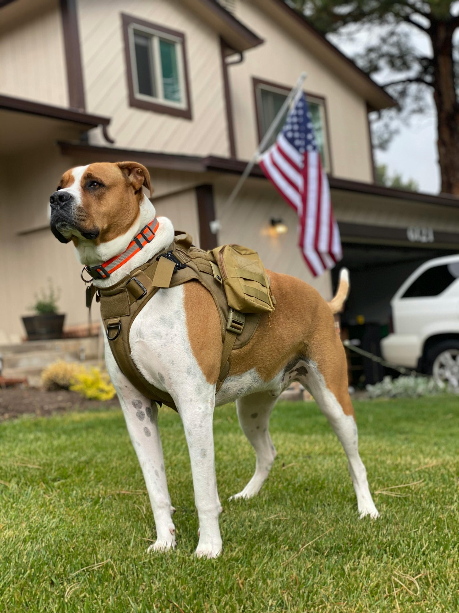 Military-Grade Pet Gear